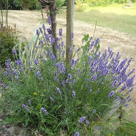 Frühstückspension Chambres D'hotes La Baudriere *