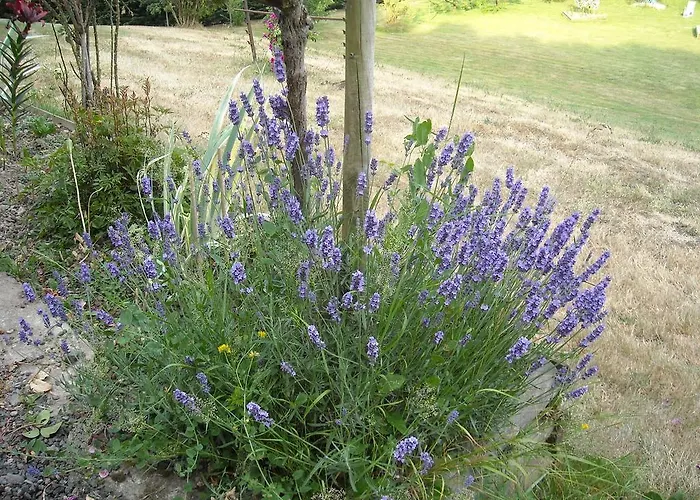 Bed & Breakfast Chambres D'hotes La Baudriere *