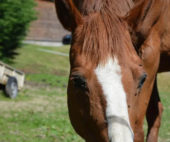 Bed & Breakfast Chambres D'hotes La Baudriere